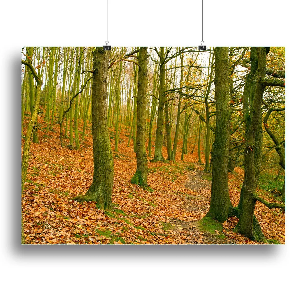 A path through the woods at Haw park Canvas Print or Poster