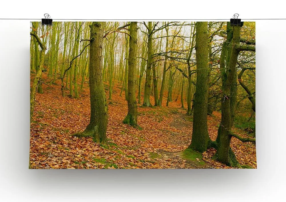 A path through the woods at Haw park Canvas Print or Poster