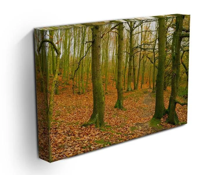 A path through the woods at Haw park Canvas Print or Poster