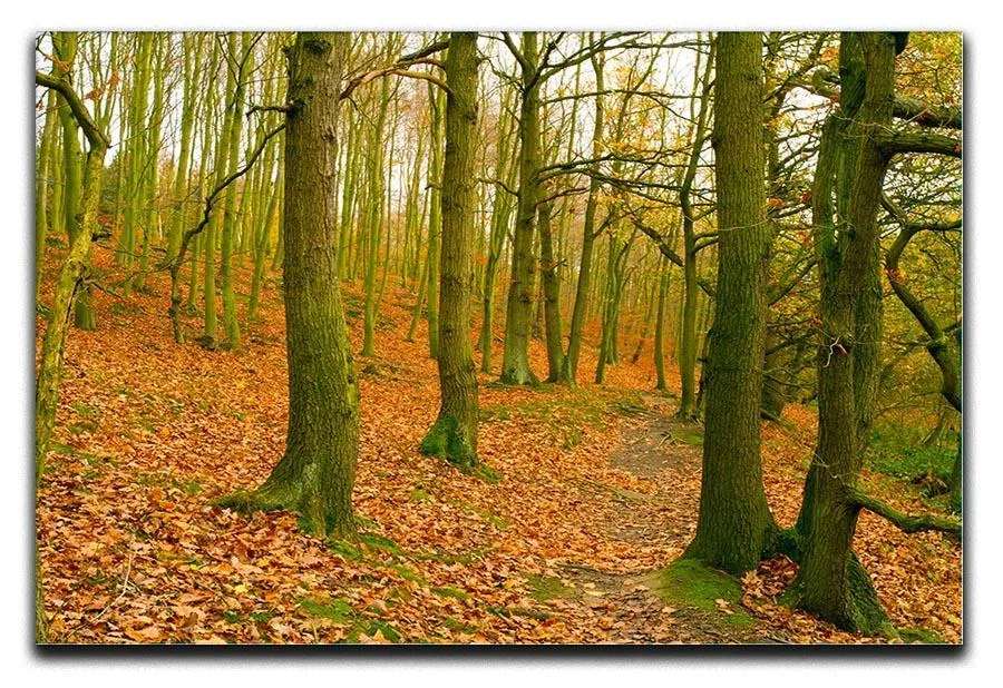 A path through the woods at Haw park Canvas Print or Poster