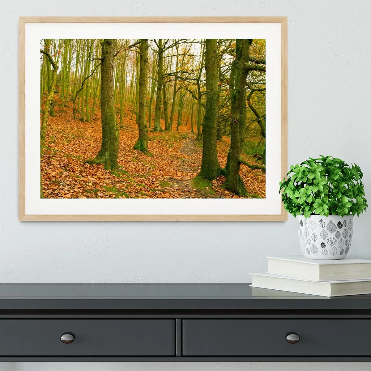 A path through the woods at Haw park Framed Print