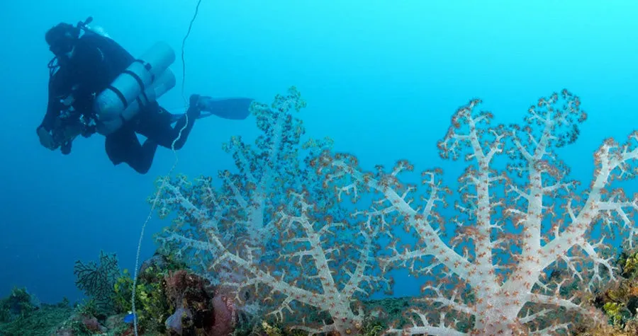 Travel - Truk Lagoon - October 2025 - Blue Lagoon Dive Resort